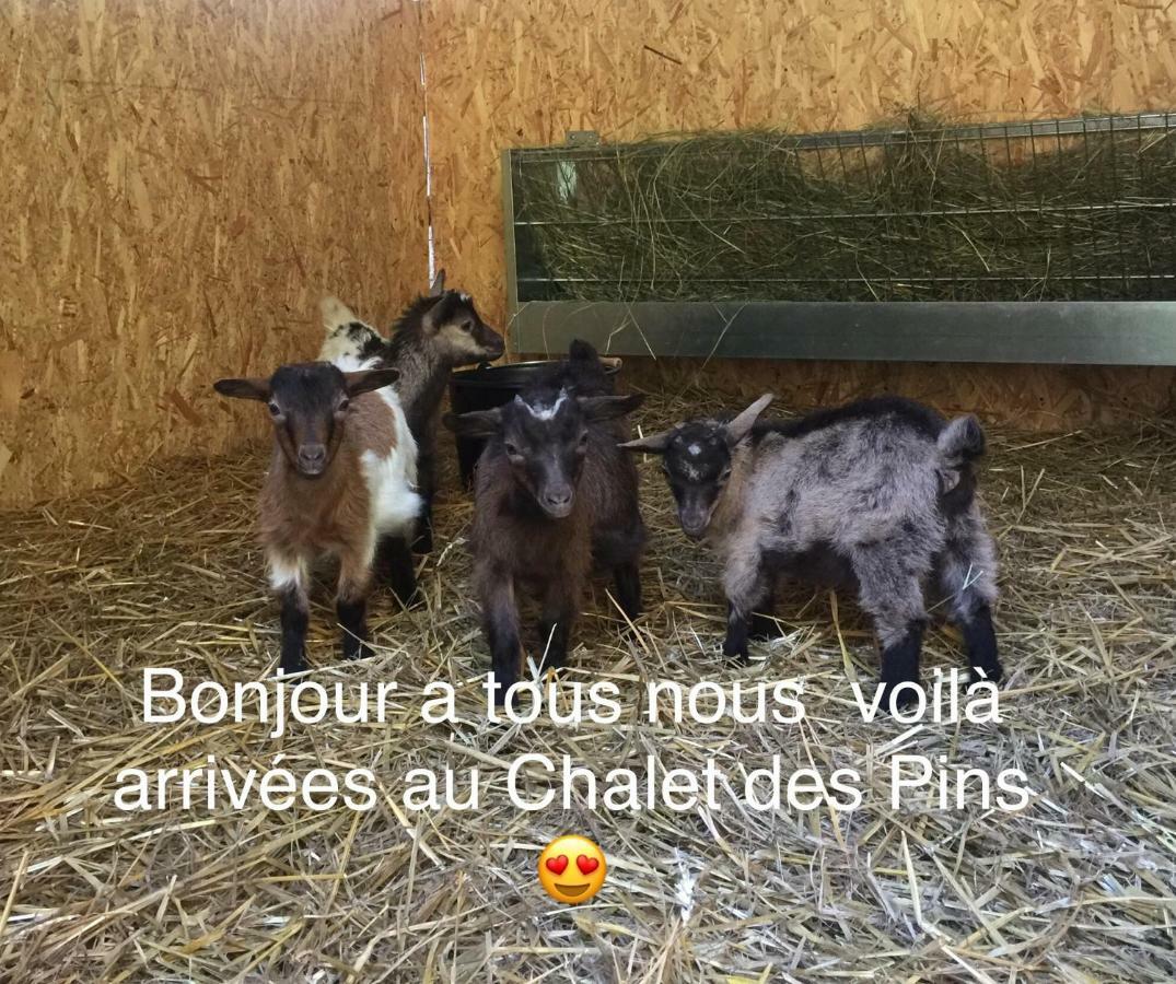 Отель Le Chalet Des Pins Rougeou Экстерьер фото